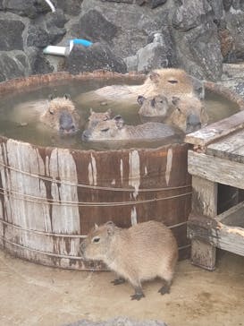 伊豆シャボテン動物公園に投稿された画像（2023/12/27）