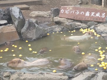 伊豆シャボテン動物公園に投稿された画像（2023/12/27）
