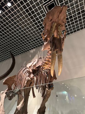 国立科学博物館に投稿された画像（2023/12/27）