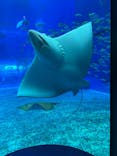 沖縄美ら海水族館に投稿された画像（2023/12/27）