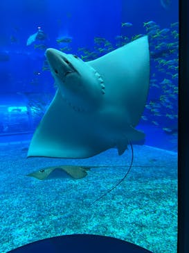 沖縄美ら海水族館に投稿された画像（2023/12/27）