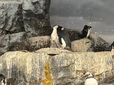 名古屋港水族館に投稿された画像（2023/12/27）