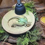 NARA KINGYO MUSEUMに投稿された画像（2023/12/27）