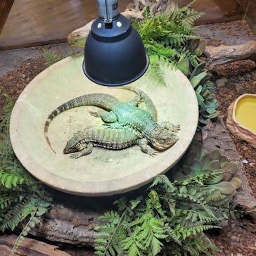 NARA KINGYO MUSEUMに投稿された画像（2023/12/27）