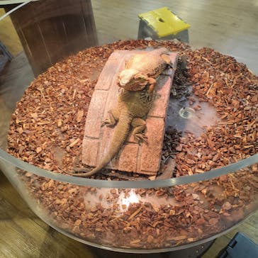 NARA KINGYO MUSEUMに投稿された画像（2023/12/27）