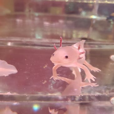 NARA KINGYO MUSEUMに投稿された画像（2023/12/27）