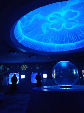 新江ノ島水族館に投稿された画像（2023/12/27）