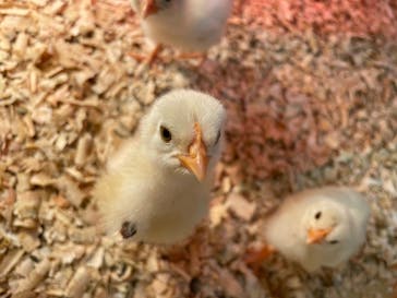 アニタッチアクアシティお台場に投稿された画像（2023/12/27）