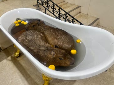 アニタッチアクアシティお台場に投稿された画像（2023/12/27）