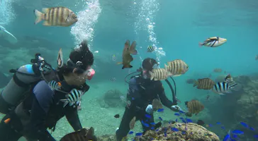 武藤潜水に投稿された画像（2023/12/28）