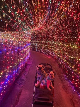 伊豆ぐらんぱる公園に投稿された画像（2023/12/28）