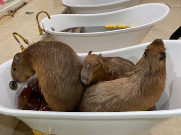 アニタッチアクアシティお台場に投稿された画像（2023/12/28）