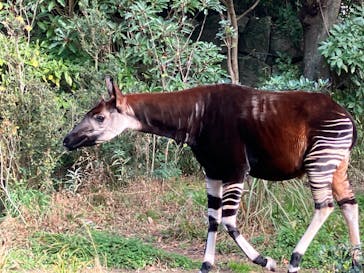 横浜市立金沢動物園に投稿された画像（2023/12/28）