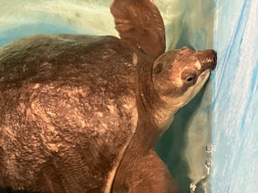 カワスイ 川崎⽔族館に投稿された画像（2023/12/28）