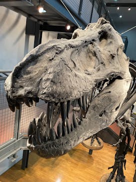 福井県立恐竜博物館に投稿された画像（2023/12/28）