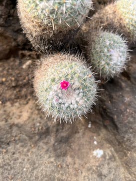 伊豆シャボテン動物公園に投稿された画像（2023/12/28）