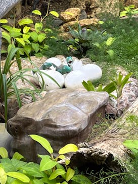 ナゴパイナップルパークに投稿された画像（2023/12/28）