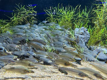カワスイ 川崎⽔族館に投稿された画像（2023/12/28）