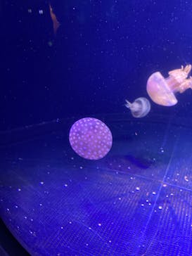 マリンワールド海の中道に投稿された画像（2023/12/28）