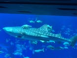 沖縄美ら海水族館（館内体験）に投稿された画像（2023/12/28）