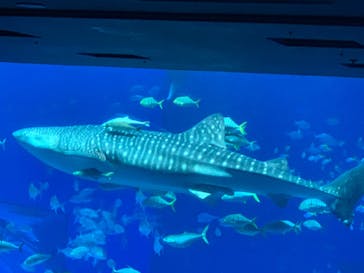 沖縄美ら海水族館（館内体験）に投稿された画像（2023/12/28）