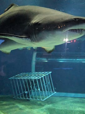 アクアワールド茨城県大洗水族館に投稿された画像（2023/12/28）