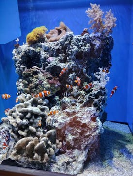 アクアワールド茨城県大洗水族館に投稿された画像（2023/12/28）