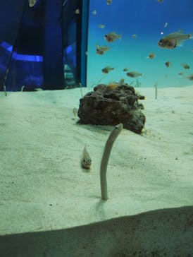 アクアワールド茨城県大洗水族館に投稿された画像（2023/12/28）