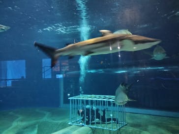 アクアワールド茨城県大洗水族館に投稿された画像（2023/12/28）
