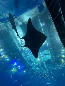 沖縄美ら海水族館に投稿された画像（2023/12/28）
