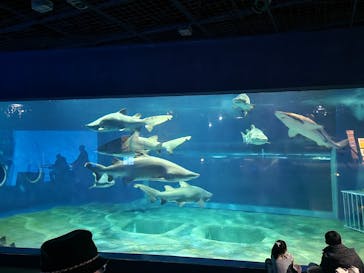 アクアワールド茨城県大洗水族館に投稿された画像（2023/12/28）