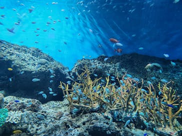 アクアワールド茨城県大洗水族館に投稿された画像（2023/12/28）