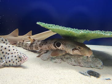 アクアワールド茨城県大洗水族館に投稿された画像（2023/12/28）