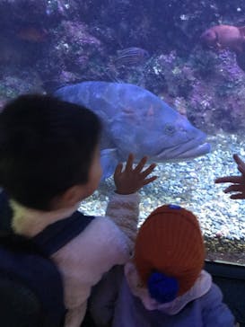 串本海中公園水族館に投稿された画像（2023/12/28）