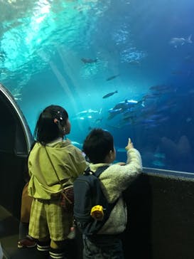串本海中公園水族館に投稿された画像（2023/12/28）