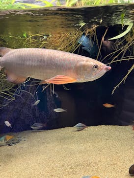 カワスイ 川崎⽔族館に投稿された画像（2023/12/28）