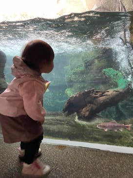 世界淡水魚園水族館　アクア・トトぎふに投稿された画像（2023/12/28）