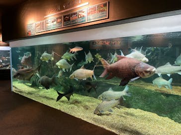 世界淡水魚園水族館　アクア・トトぎふに投稿された画像（2023/12/28）