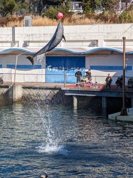 伊豆・三津シーパラダイスに投稿された画像（2023/12/29）