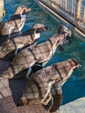 伊豆・三津シーパラダイスに投稿された画像（2023/12/29）