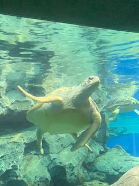 名古屋港水族館に投稿された画像（2023/12/29）