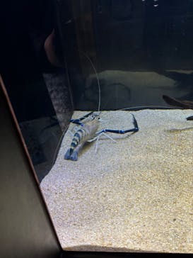 カワスイ 川崎⽔族館に投稿された画像（2023/12/29）