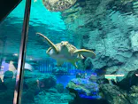 名古屋港水族館に投稿された画像（2023/12/29）