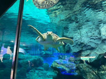 名古屋港水族館に投稿された画像（2023/12/29）