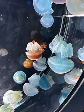 名古屋港水族館に投稿された画像（2023/12/29）