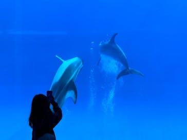 名古屋港水族館に投稿された画像（2023/12/29）