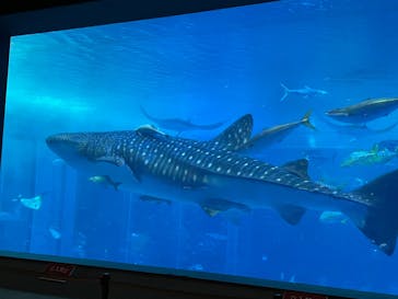 沖縄美ら海水族館に投稿された画像（2023/12/29）