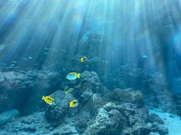 沖縄美ら海水族館に投稿された画像（2023/12/29）