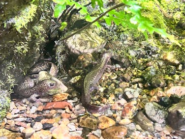 世界淡水魚園水族館　アクア・トトぎふに投稿された画像（2023/12/29）