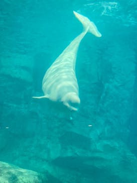 名古屋港水族館に投稿された画像（2023/12/29）